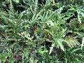 East Indian Holly Fern / Arachniodes simplicior  